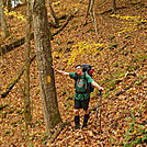 Northern Harrier on Allegheny Trail by Cookerhiker in Other Trails