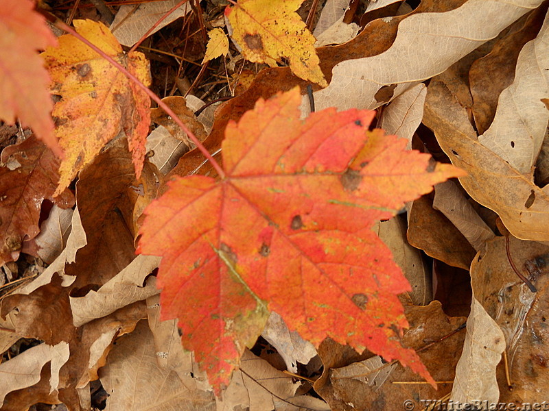 Allegheny Trail - maple leaf