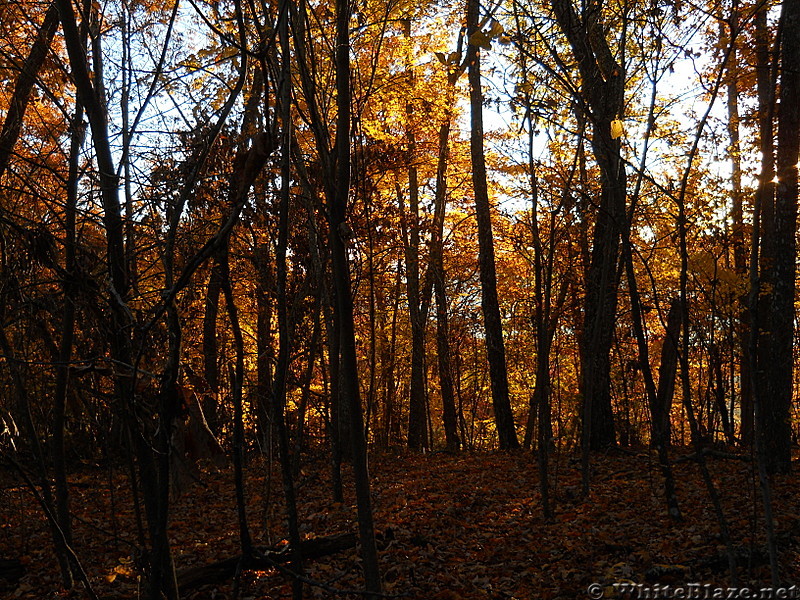 Early morning on the Allegheny Trail