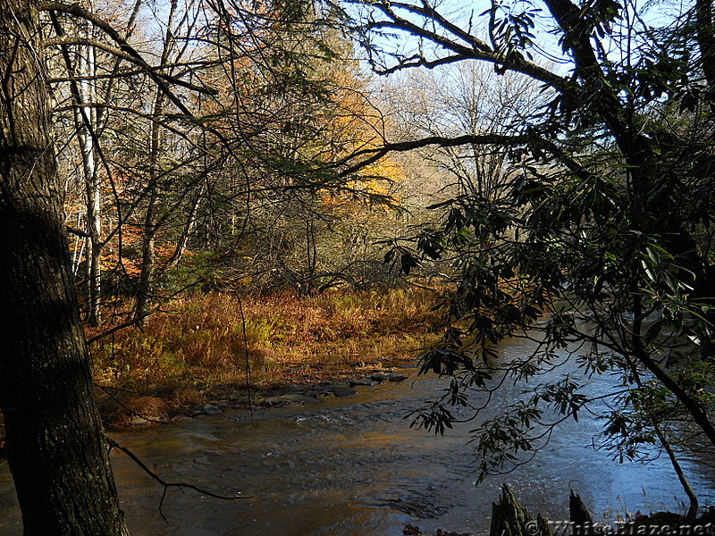 Glady Fork on the Allegheny Trail