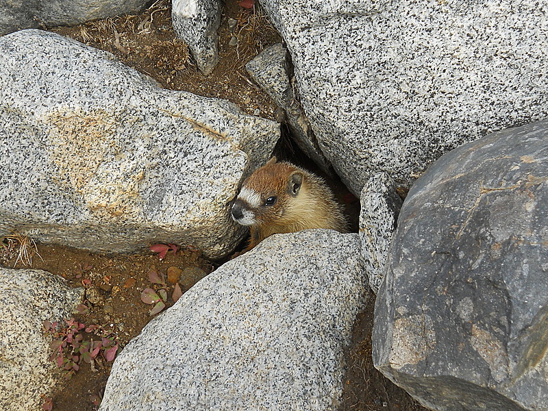 Shy marmot on John Muir Trail