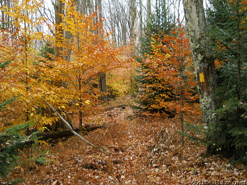 Allegheny Trail