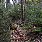 Spruce forest on the Allegheny Trail