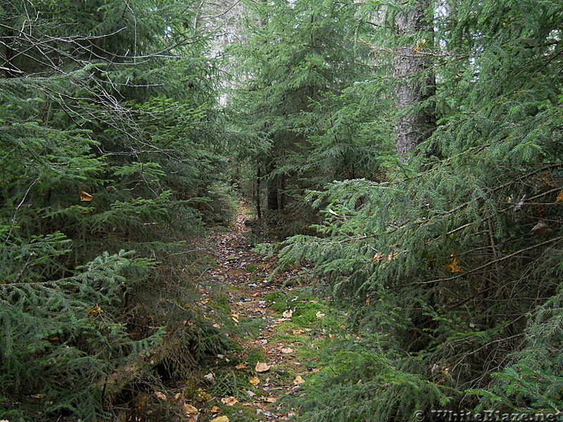 Spruce forest on the Allegheny Trail