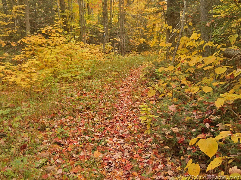 Northville Placid Trail in Adirondacks