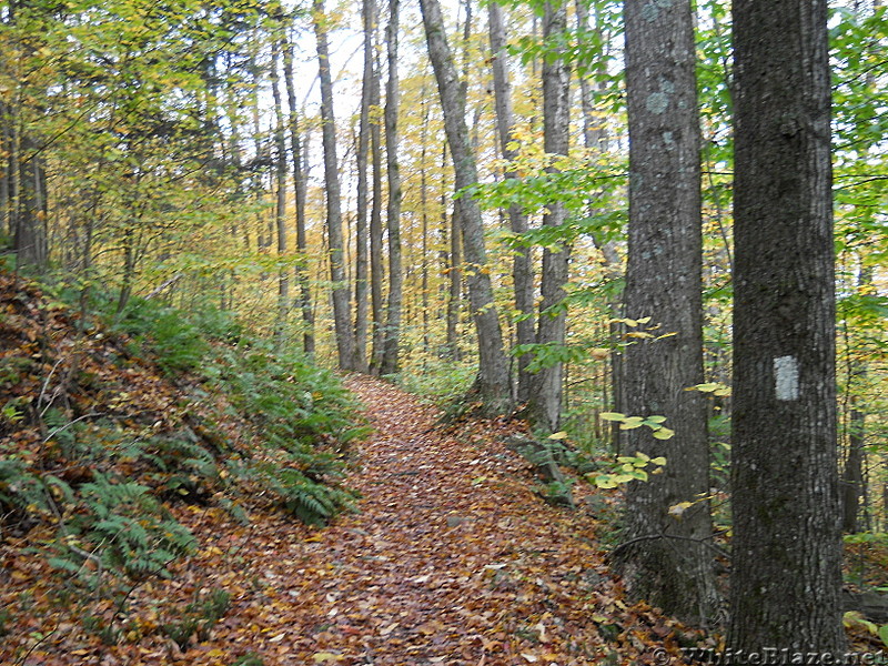 Trail in VT in fall