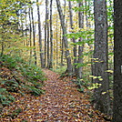 Trail in VT in fall