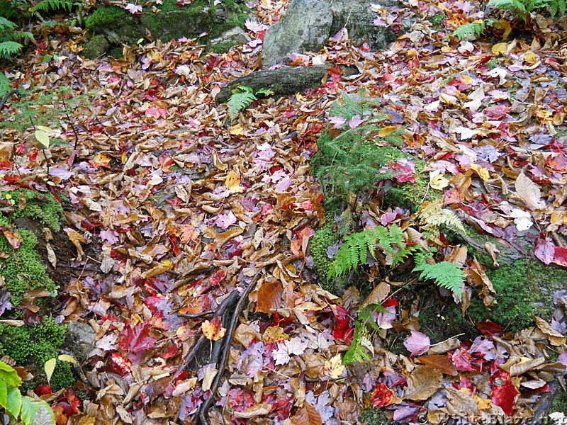 Fallen leaves in VT