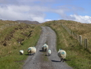 Bluestack Way, County Donegal, Ireland by Cookerhiker in Other Trails