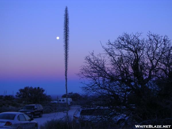 Agave stalk pierces the dusk