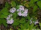 Asters by Cookerhiker in Flowers