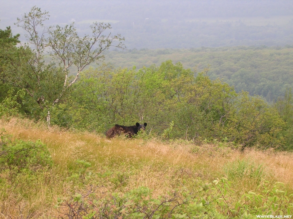 Bear in NJ