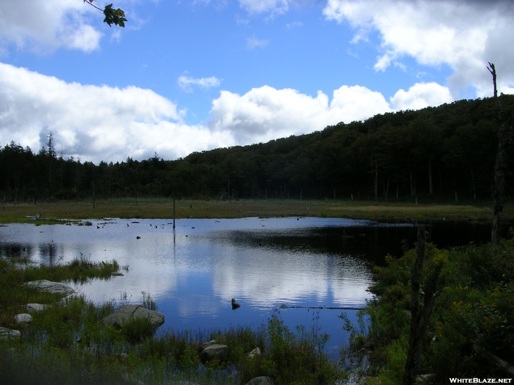 Beaver Pond