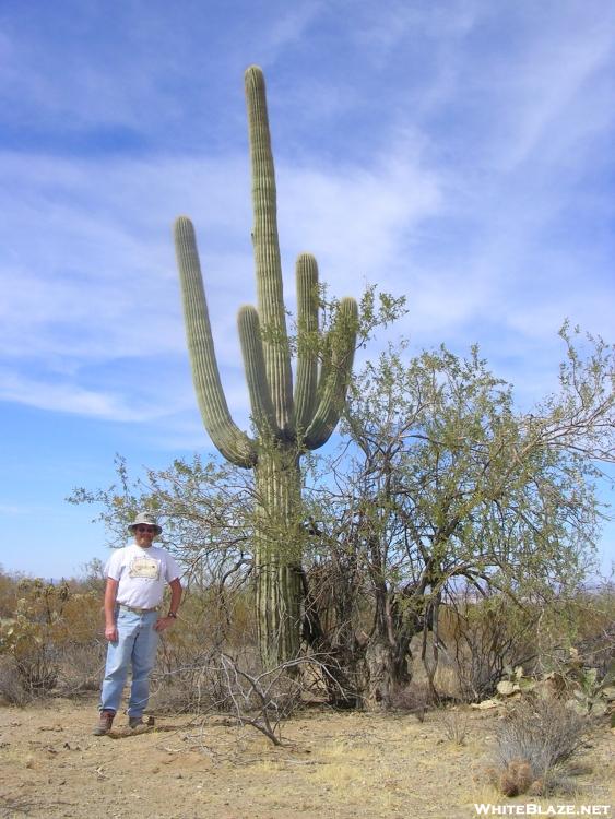 Cookerhiker & giant saguaro