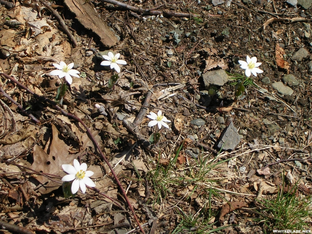 Bloodroot