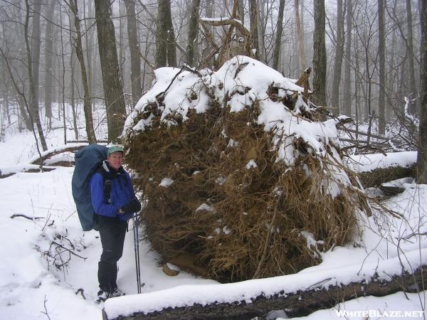 Blowdown stump