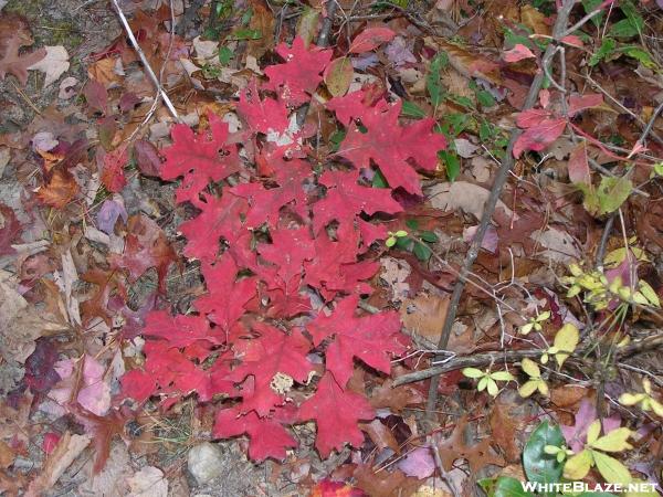 Red oak leaves