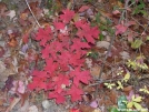 Red oak leaves by Cookerhiker in Trail & Blazes in Virginia & West Virginia