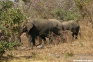 Elephants in Niger