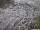 Ice on tree in NH