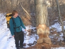 Deb examines beavers' work
