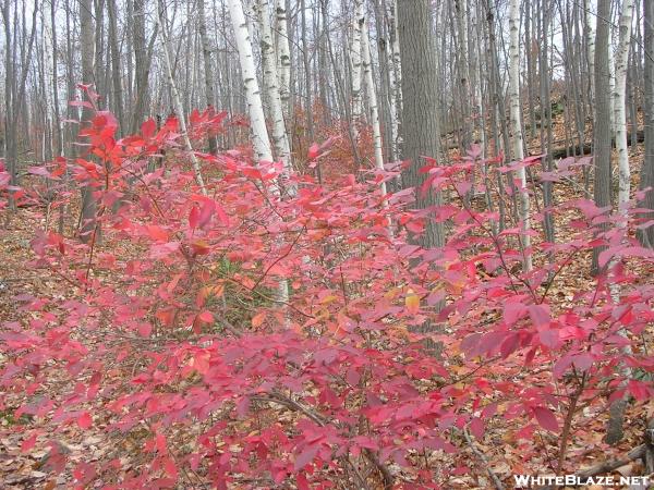 Red Leaves in NY