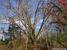 Dover Oak