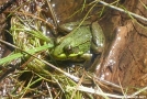 Frog by Cookerhiker in Other