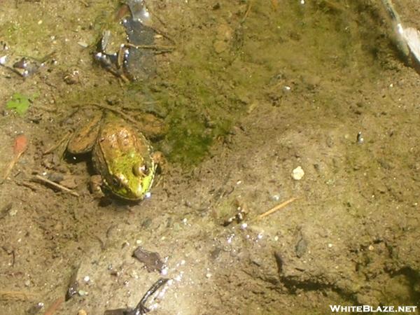 Frog at Little Swift River Pond