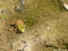 Frog at Little Swift River Pond