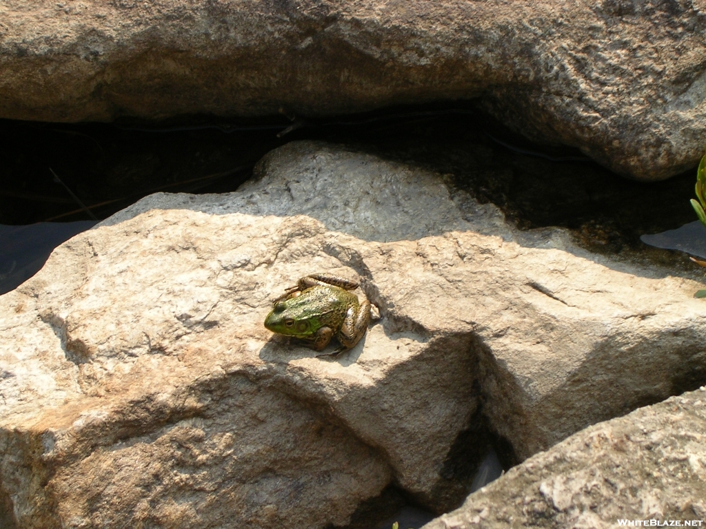 Frog on rocks