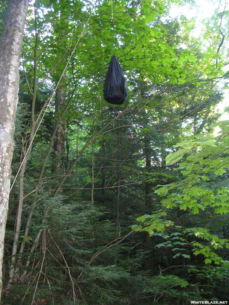 Expertly hung bear bag