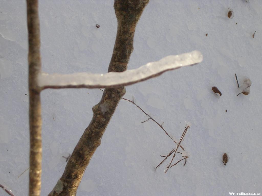 Icy branch in SNP after ice storm