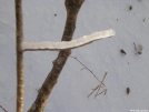Icy branch in SNP after ice storm by Cookerhiker in Trail & Blazes in Virginia & West Virginia