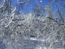 SNP Ice Storm aftermath by Cookerhiker in Trail & Blazes in Virginia & West Virginia