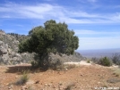 Juniper on Bowl Trail