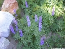 JMT - Lupines by Cookerhiker in Other Trails