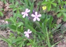 Pink flowers in SNP by Cookerhiker in Flowers