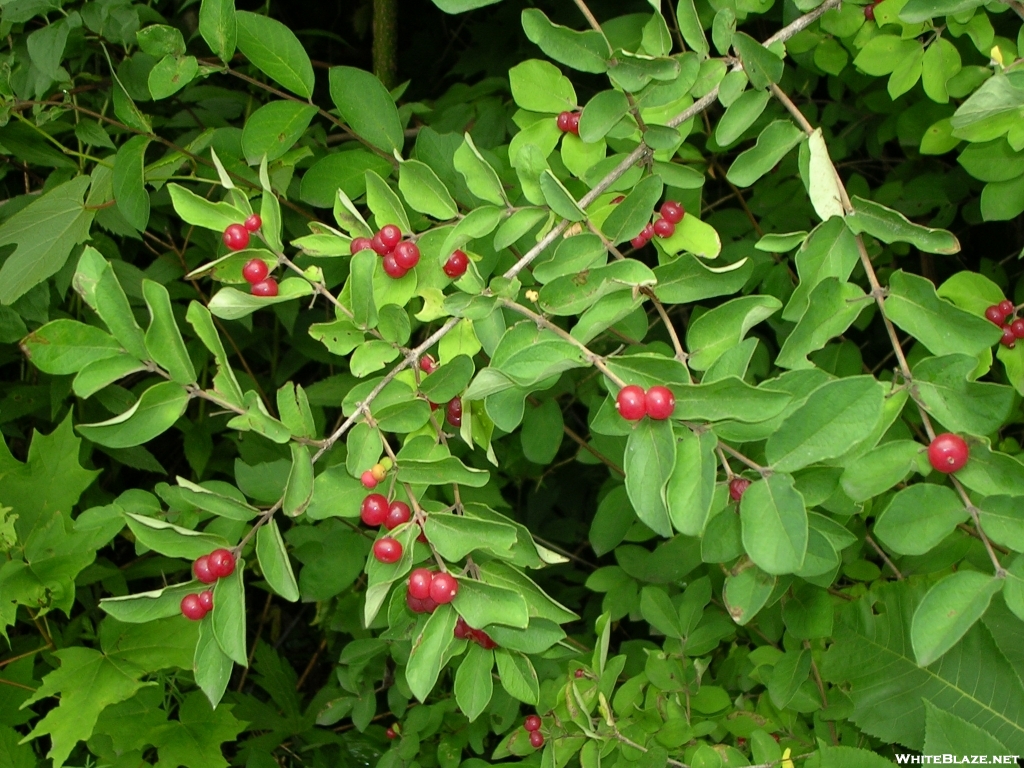 Red berries on bush