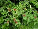 Red berries on bush by Cookerhiker in Flowers