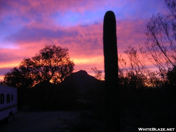 Saguaro sunset