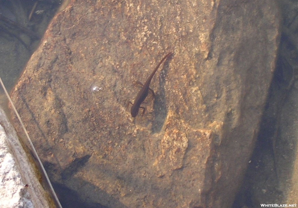Salamander floats in Stratton Pond