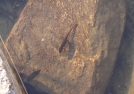 Salamander floats in Stratton Pond