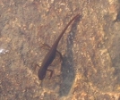 Salamander floating in Stratton Pond