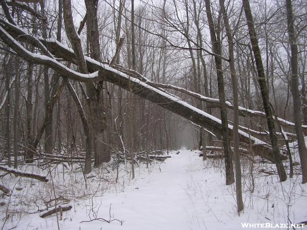 Snowy log at 45 degrees