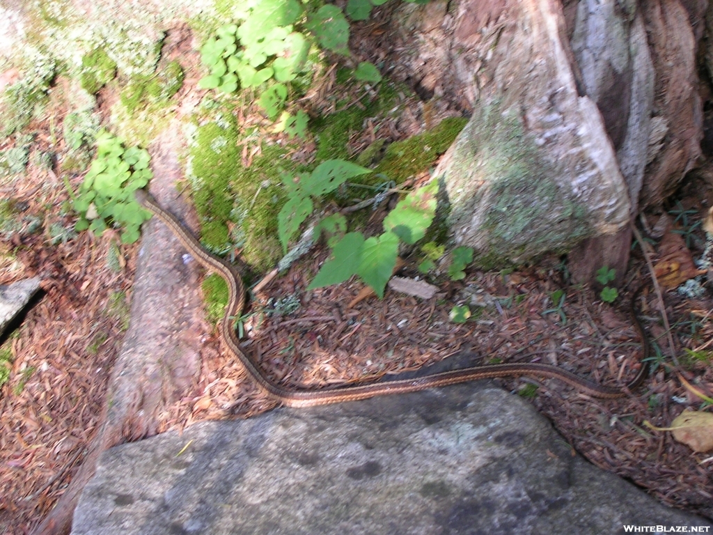 Stratton Mountain snake