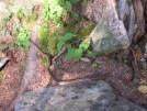 Stratton Mountain snake by Cookerhiker in Snakes