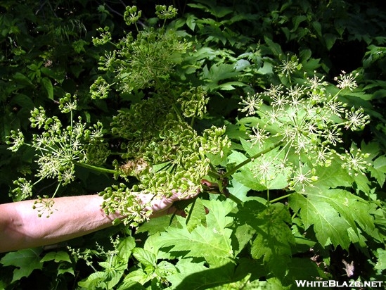 Cow Parsnip