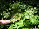 Cow Parsnip by Cookerhiker in Flowers