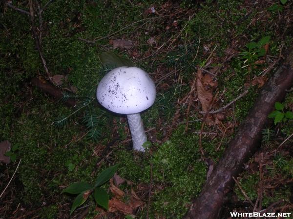 White Mushroom